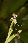 Longhorn bog orchid